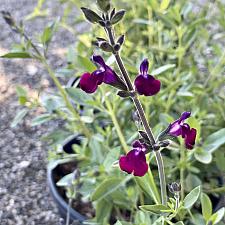 Salvia greggii 'Amethyst Lips' - Sage