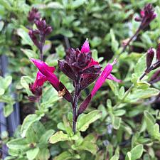 Salvia microphylla x greggii 'Brilliance' - Heatwave sage