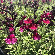 Salvia greggii 'Mirage™ Burgundy' - Sage