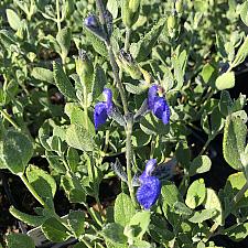 Salvia chamaedryoides - Germander sage