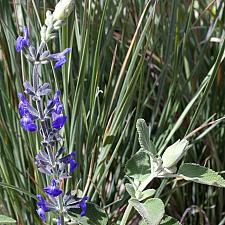 Salvia chamaedryoides 'Marine Blue' - Marine Blue sage