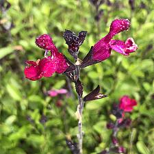 Salvia greggii 'Cranberry Crush' - Sage