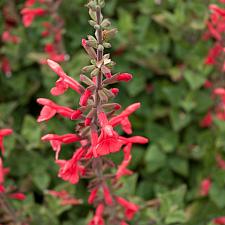 Salvia darcyi 'Vermilion Bluffs' - Mexican sage