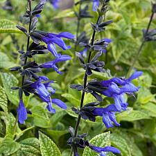 Salvia guaranitica 'Black & Blue' - Black and Blue sage