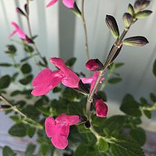 Salvia lemmonii - Lemmon's sage
