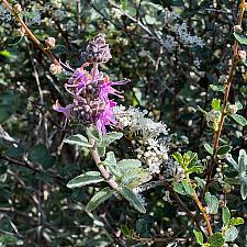 Salvia leucophylla - Purple sage