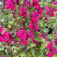 Salvia 'Pink Pong' - Hummingbird sage