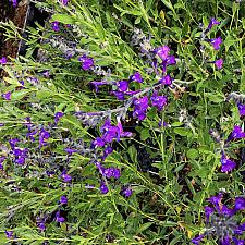 Salvia coahuilensis 'Purple Ginny' - Coahuila sage