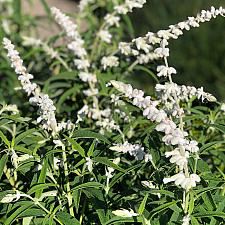 Salvia leucantha 'White Mischief' - Mexican bush sage