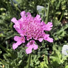 Scabiosa columbaria 'Flutter Rose Pink' - Pincushion Flower