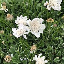 Scabiosa incisa 'Kudo White' - Pincushion flower