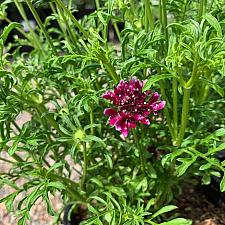 Scabiosa atropurpurea 'Royal Ruby' - Pincushion flower