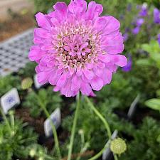 Scabiosa incisa 'Kudo Pink' - Pincushion Flower