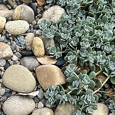 Sedum oblanceolatum 'Cook and Green' - Stonecrop