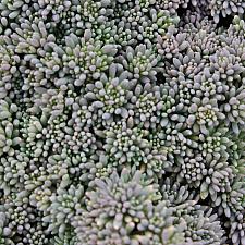 Sedum hispanicum 'Purpureum' - Stonecrop