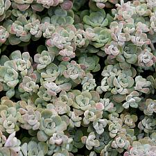 Sedum spathulifolium ‘Cape Blanco’ - Stonecrop
