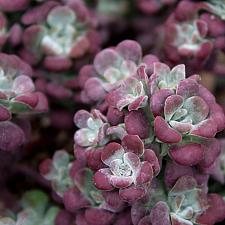 Sedum spathulifolium ‘Purpureum’ - Stonecrop