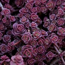 Sedum spurium 'Red Carpet' - Stonecrop