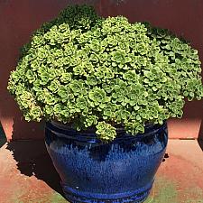 Sedum spathulifolium ‘Tomales Bay' - Stonecrop