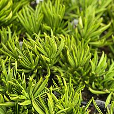 Senecio barbertonicus - Succulent bush senecio