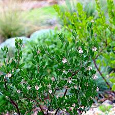 Arctostaphylos densiflora ‘Sentinel’ - Sonoma manzanita