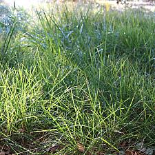 Sesleria autumnalis 'Campo Verde' - Autumn moor grass