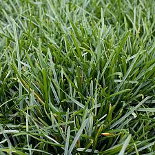 Sesleria caerulea - Blue moor grass