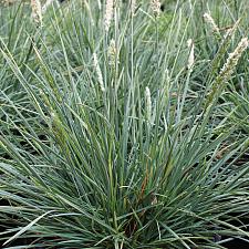 Sesleria hybrid 'Campo Azul' - Moor grass