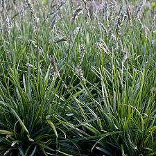 Sesleria 'Greenlee's Hybrid' - Greenlee's moor grass