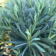 Euphorbia 'Shorty' - Spurge