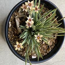 Sisyrinchium 'Janet Denman' - Variegated blue-eyed grass