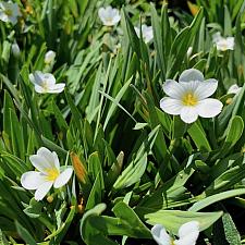 Sisyrinchium idahoense var. macounii 'Album' - White Idaho Blue-Eyed Grass