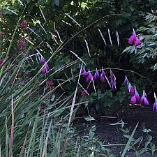 Dierama pulcherrimum (Slieve Donard hybrid) - Wand flower