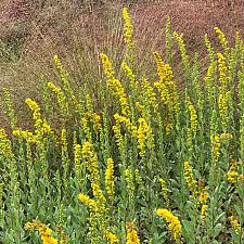 Solidago velutina ssp. californica - California Goldenrod