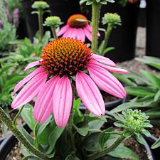 Echinacea 'SunSeekers Pink' - Coneflower