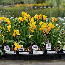 Narcissus 'Tete-a-Tete' - Miniature daffodil