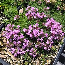Thymus serpyllum ‘Pink Chintz’ - Thyme