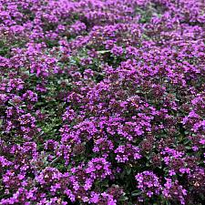 Thymus 'Red Creeping’ - Red Creeping thyme