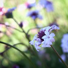 Verbena lilacina 'Paseo Rancho' - Paseo Rancho lilac vervain