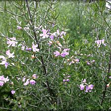 Westringia fruticosa 'Wynyabbie Gem' - Coast rosemary