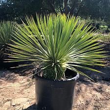 Yucca rostrata - Yucca