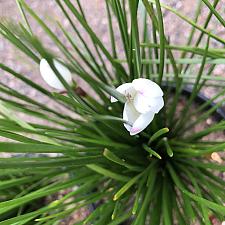Zephyranthes candida - Zephyr flower