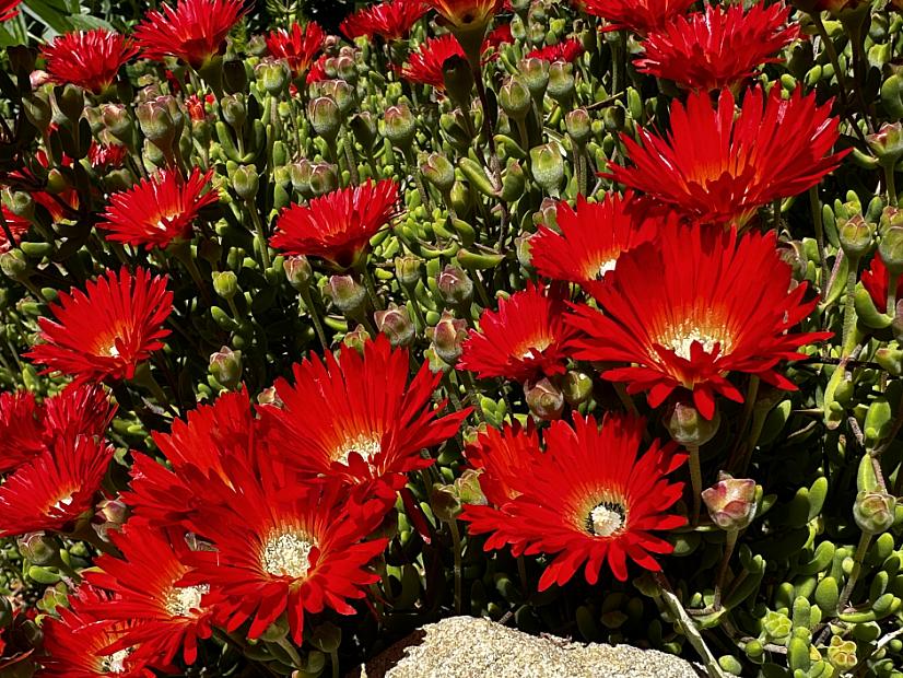 Drosanthemum speciosum - Royal Dewflower