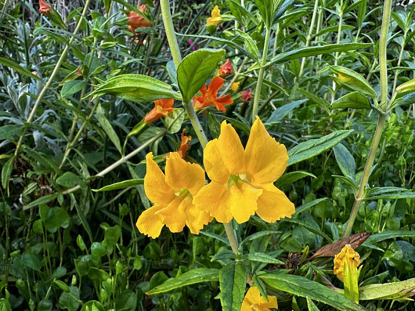 Mimulus 'Jelly Bean Gold' - Monkey flower