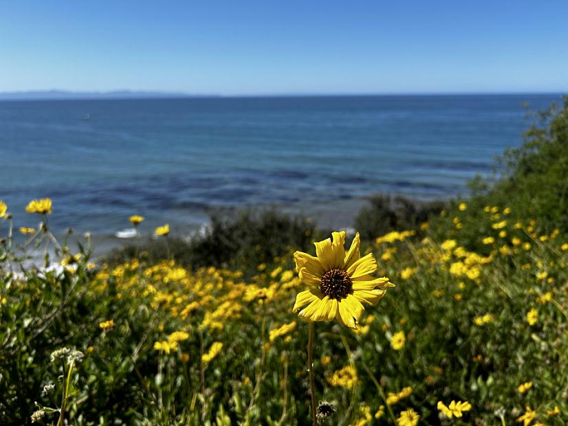 Encelia californica - California brittlebrush