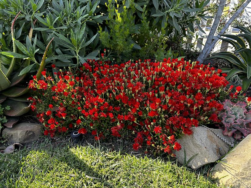 Drosanthemum speciosum - Royal Dewflower