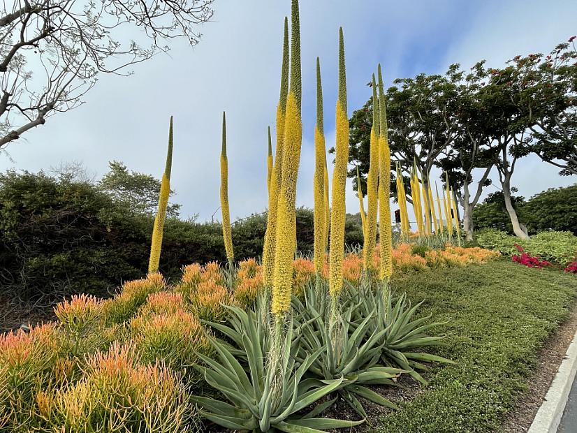 Agave vilmoriniana - Octopus Agave