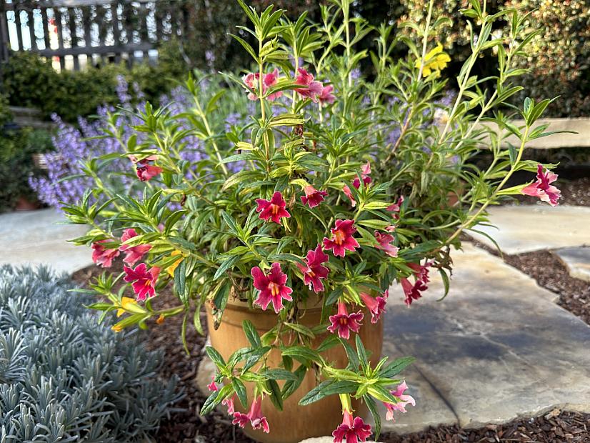 Mimulus 'Jelly Bean Dark Pink' - Monkey flower