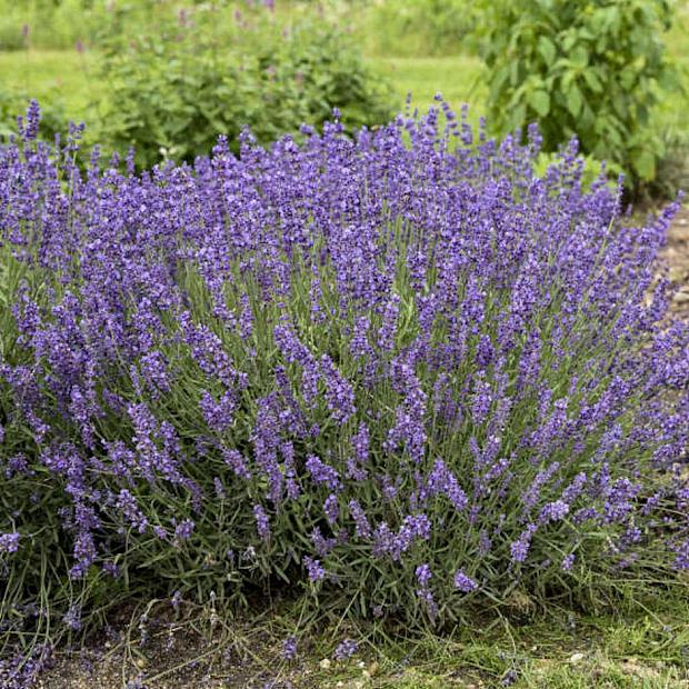 Lavandula angustifolia 'Imperial Gem' - English Lavender