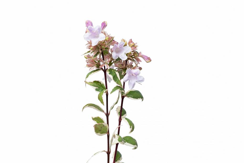 Abelia x grandiflora 'Radiance' - Radiance Abelia